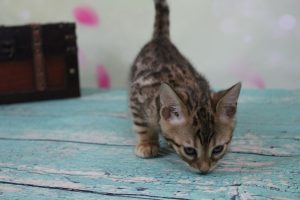  AmazonBengals Female-Ella Brown Black Spotted Bengal Kitten