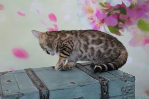 AmazonBengals Female (Emmy) Brown Black Spotted Bengal Kitten