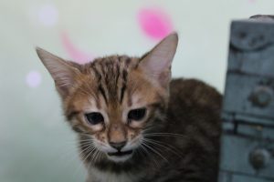 AmazonBengals Female (Emmy) Brown Black Spotted Bengal Kitten