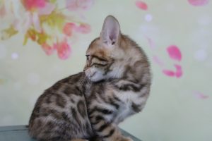 AmazonBengals Female (Emmy) Brown Black Spotted Bengal Kitten