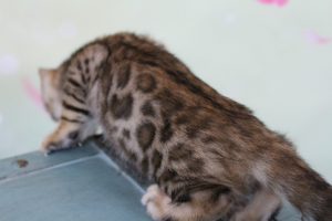 AmazonBengals Female (Emmy) Brown Black Spotted Bengal Kitten