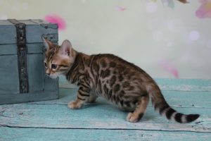 AmazonBengals Female (Emmy) Brown Black Spotted Bengal Kitten