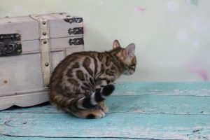  AmazonBengals Female (Erin) Brown Black Spotted Bengal Kitten