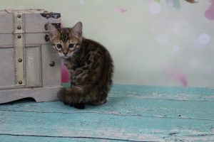  AmazonBengals Female (Erin) Brown Black Spotted Bengal Kitten