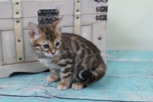  AmazonBengals Female (Erin) Brown Black Spotted Bengal Kitten