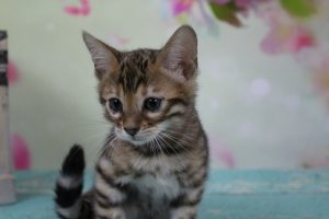  AmazonBengals Female (Erin) Brown Black Spotted Bengal Kitten