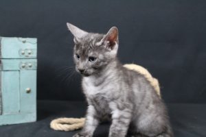 AmazonBengals Male (Cliff) Silver Smoke Spotted Bengal Kitten