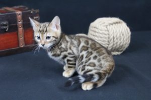  AmazonBengals Male (Ethan) Brown Black Spotted Bengal Kitten