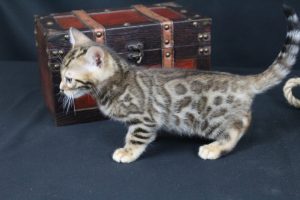  AmazonBengals Male (Ethan) Brown Black Spotted Bengal Kitten