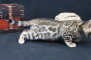  AmazonBengals Male (Ethan) Brown Black Spotted Bengal Kitten
