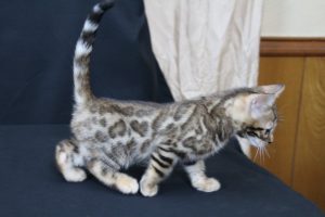  AmazonBengals Male (Ethan) Brown Black Spotted Bengal Kitten