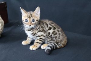 AmazonBengals Male (Evan) Brown Black Spotted Bengal Kitten