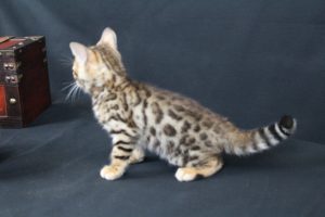 AmazonBengals Male (Evan) Brown Black Spotted Bengal Kitten