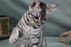 www.amazonbengal.com Silver Charcol male Bengal Kitten