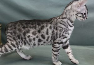 www.amazonbengal.com Silver Charcol male Bengal Kitten