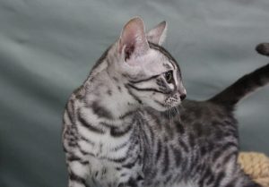 www.amazonbengal.com Silver Charcol male Bengal Kitten