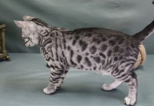 www.amazonbengal.com Silver Charcol male Bengal Kitten