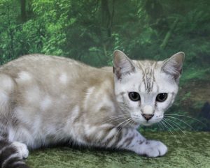 www.amazonbengals.com Silver Seal Mink Marble Bengal Kitten