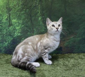 www.amazonbengals.com Silver Seal Mink Marble Bengal Kitten