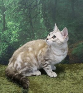 www.amazonbengals.com Silver Seal Mink Marble Bengal Kitten