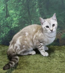 www.amazonbengals.com Silver Seal Mink Marble Bengal Kitten