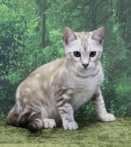 www.amazonbengals.com Silver Seal Mink Marble Bengal Kitten