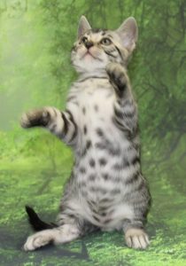 www.amazonbengals.com AmazonBengals Prince Kyan Silver Bengal Kitten Male