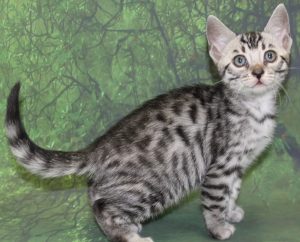 www.amazonbengals.com AmazonBengals Prince Kyan Silver Bengal Kitten Male