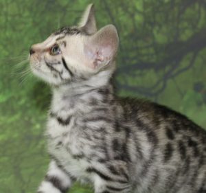 www.amazonbengals.com AmazonBengals Prince Kyan Silver Bengal Kitten Male