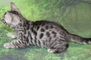 www.amazonbengals.com AmazonBengals Prince Kyan Silver Bengal Kitten Male