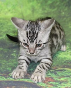 www.amazonbengals.com AmazonBengals Prince Kyan Silver Bengal Kitten Male