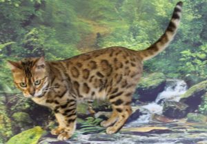 www.amazonbengals.com AmazonBengals LaLa Ivana Spot You Brown Black Spotted Bengal Retired Queen