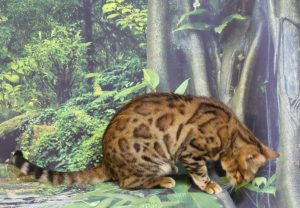 www.amazonbengals.com AmazonBengals LaLa Ivana Spot You Brown Black Spotted Bengal Retired Queen