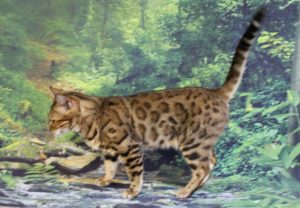 www.amazonbengals.com AmazonBengals LaLa Ivana Spot You Brown Black Spotted Bengal Retired Queen