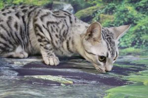 www.amazonbengals.com AmazonBengals Carson Silver Black Spotted Bengal Kitten