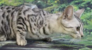 www.amazonbengals.com AmazonBengals Carson Silver Black Spotted Bengal Kitten