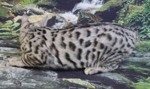 www.amazonbengals.com AmazonBengals Carson Silver Black Spotted Bengal Kitten