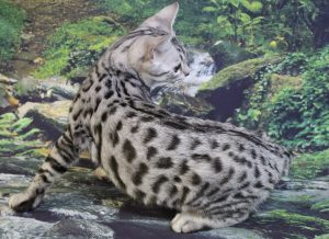 www.amazonbengals.com AmazonBengals Carson Silver Black Spotted Bengal Kitten