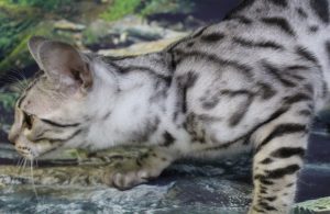 www.amazonbengals.com AmazonBengals ted Silver Black Spotted Bengal Kitten