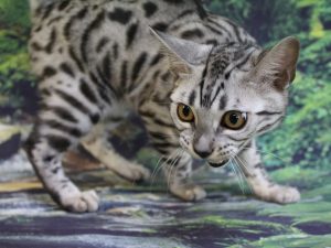 www.amazonbengals.com AmazonBengals ted Silver Black Spotted Bengal Kitten