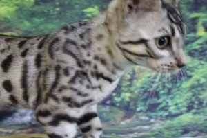 www.amazonbengals.com AmazonBengals thom Silver Black Spotted Bengal Kitten