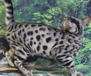 www.amazonbengals.com AmazonBengals thom Silver Black Spotted Bengal Kitten