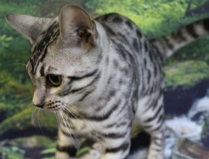 www.amazonbengals.com AmazonBengals thom Silver Black Spotted Bengal Kitten