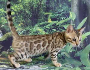 www.amazonbengals.com AskariBengals Sasha Brown Black Spotted Bengal Future Queen