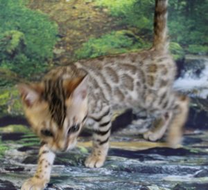 www.amazonbengals.com AskariBengals Sasha Brown Black Spotted Bengal Future Queen