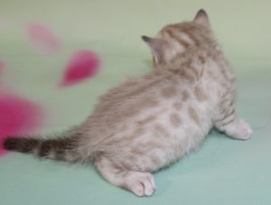 www.amazonbengals.com Silver Mink Spotted Bengal Kitten