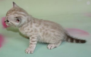 www.amazonbengals.com Silver Mink Spotted Bengal Kitten