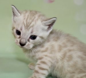 www.amazonbengals.com Silver Mink Spotted Bengal Kitten