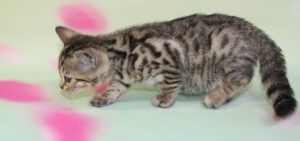 Brown and black spotted Bengal kitten
