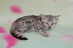 www.amazonbengals.com Silver Black Spotted Bengal Kitten